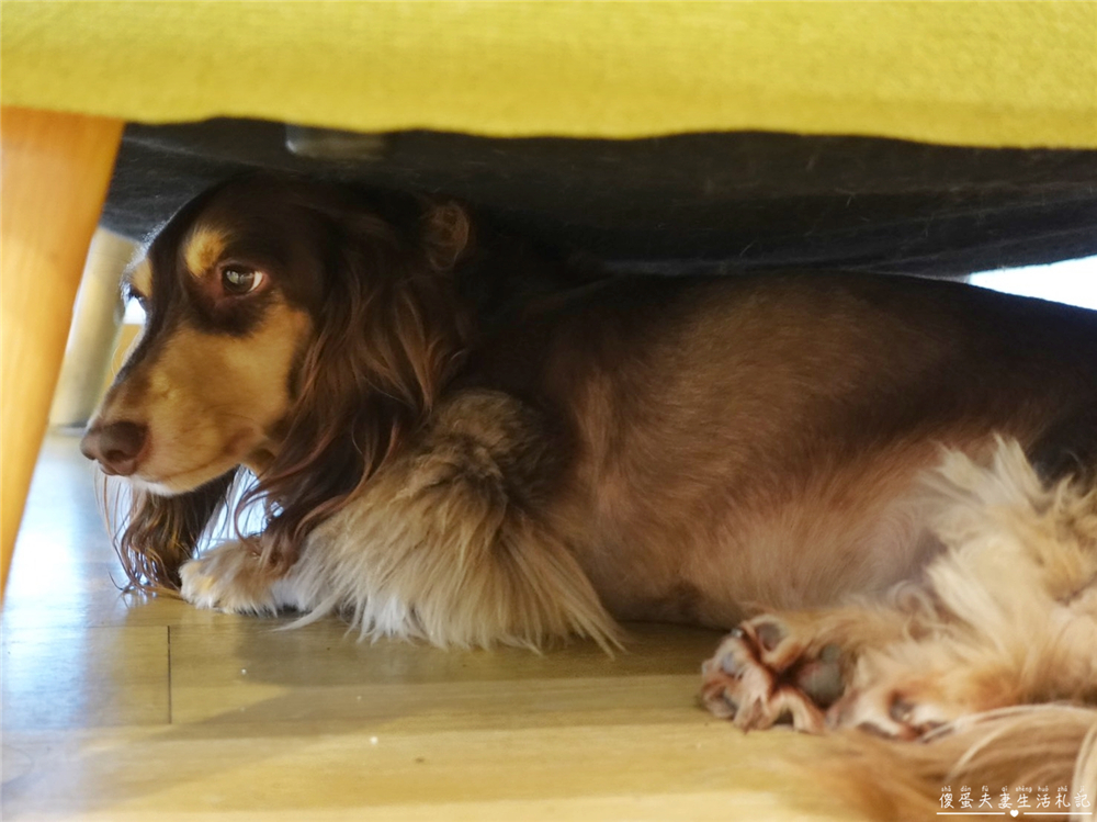 【台中北屯。美食】『森林小徑-文心店』連寵物餐都超豐盛!美味與友善並濟的親子、寵物友善餐廳! @傻蛋夫妻生活札記 【台中北屯。美食】『森林小徑-文心店』連寵物餐都超豐盛!美味與友善並濟的親子、寵物友善餐廳! @傻蛋夫妻生活札記