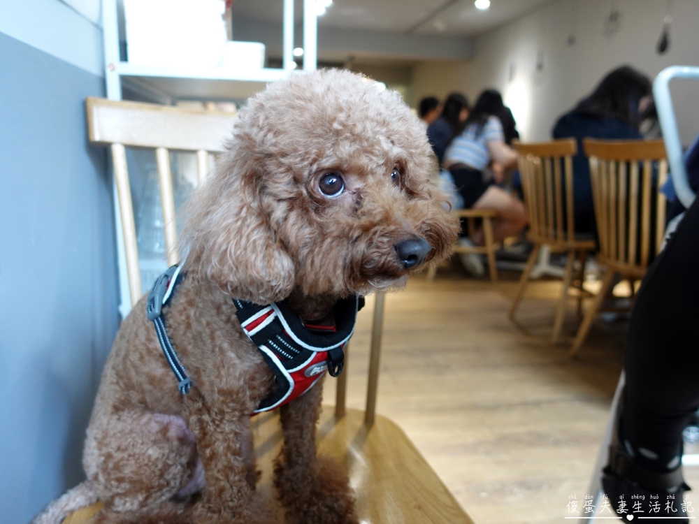 【台中龍井。美食】『嚼食noms-東海店』小巧、溫馨、美味！藏身東海商圈的超熱門寵物友善義式料理！ @傻蛋夫妻生活札記