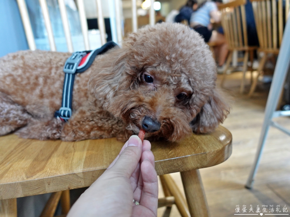 【台中龍井。美食】『嚼食noms-東海店』小巧、溫馨、美味！藏身東海商圈的超熱門寵物友善義式料理！ @傻蛋夫妻生活札記