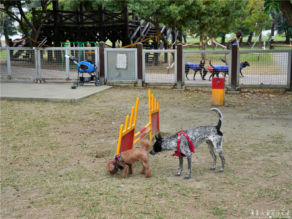 【台南安平。景點】『寵物運動公園』超大超寬敞！專屬毛小孩超級遼闊的運動公園！ @傻蛋夫妻生活札記