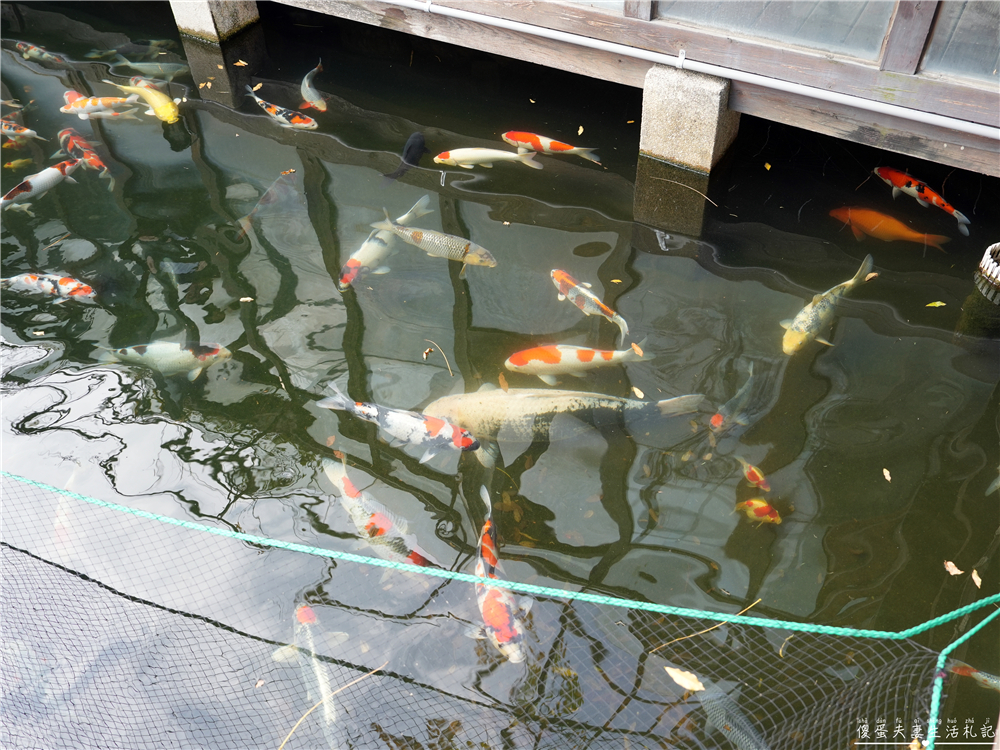 【苗栗頭份。美食】『千八料亭日式料理』唯美日式庭園餐廳！氣勢磅礡的無菜單合菜料理！ @傻蛋夫妻生活札記