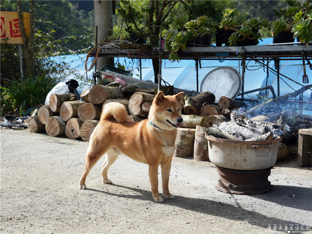 【苗栗大湖。露營】『夢之谷露營區』小朋友天堂！遊樂設施滿滿~馬拉邦山山脈上的世外桃源~ @傻蛋夫妻生活札記