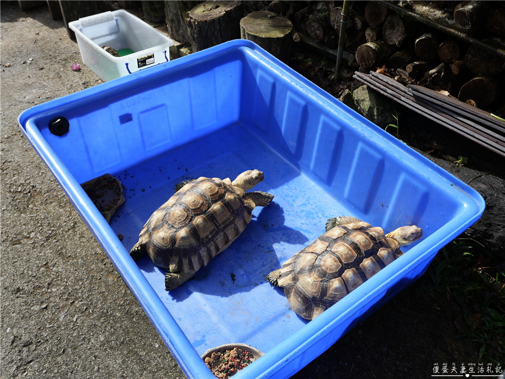【苗栗大湖。露營】『夢之谷露營區』小朋友天堂!遊樂設施滿滿~馬拉邦山山脈上的世外桃源~ @傻蛋夫妻生活札記 【苗栗大湖。露營】『夢之谷露營區』小朋友天堂!遊樂設施滿滿~馬拉邦山山脈上的世外桃源~ @傻蛋夫妻生活札記