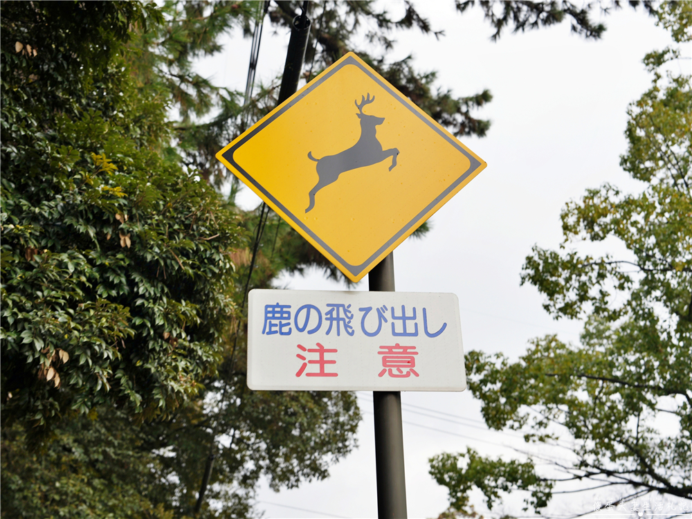 【日本奈良。彙集】『奈良一日遊』奈良公園餵鹿、探訪世界遺產東大寺與餅飯殿町的美食探索行程！ @傻蛋夫妻生活札記