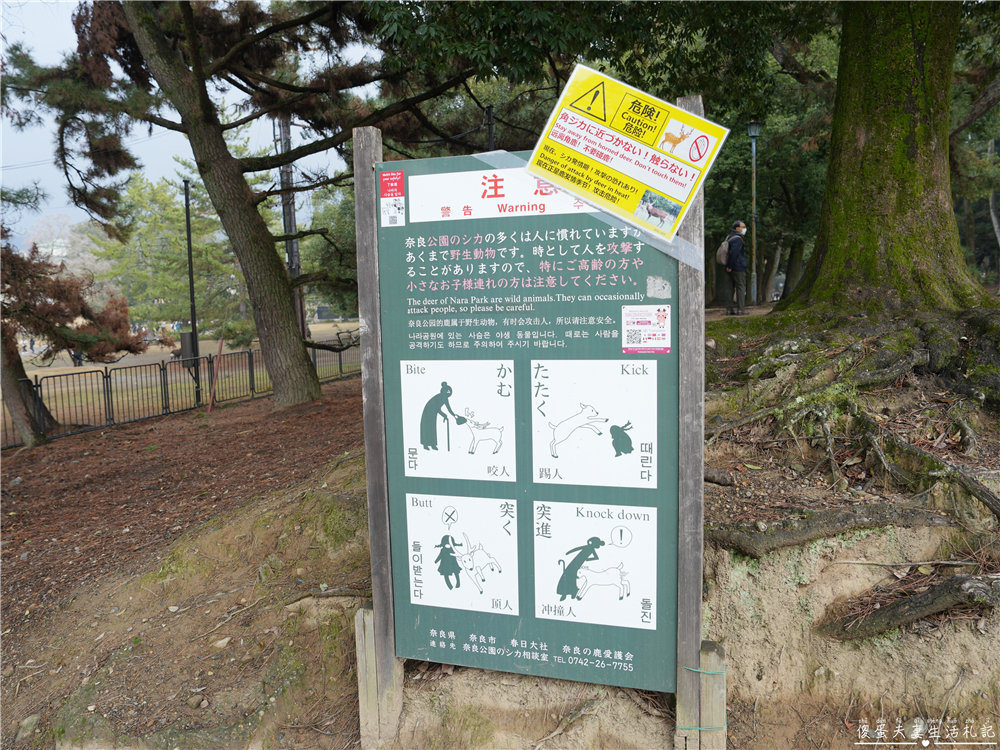 【日本奈良。彙集】『奈良一日遊』奈良公園餵鹿、探訪世界遺產東大寺與餅飯殿町的美食探索行程！ @傻蛋夫妻生活札記