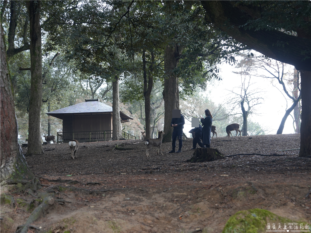 【日本奈良。彙集】『奈良一日遊』奈良公園餵鹿、探訪世界遺產東大寺與餅飯殿町的美食探索行程！ @傻蛋夫妻生活札記