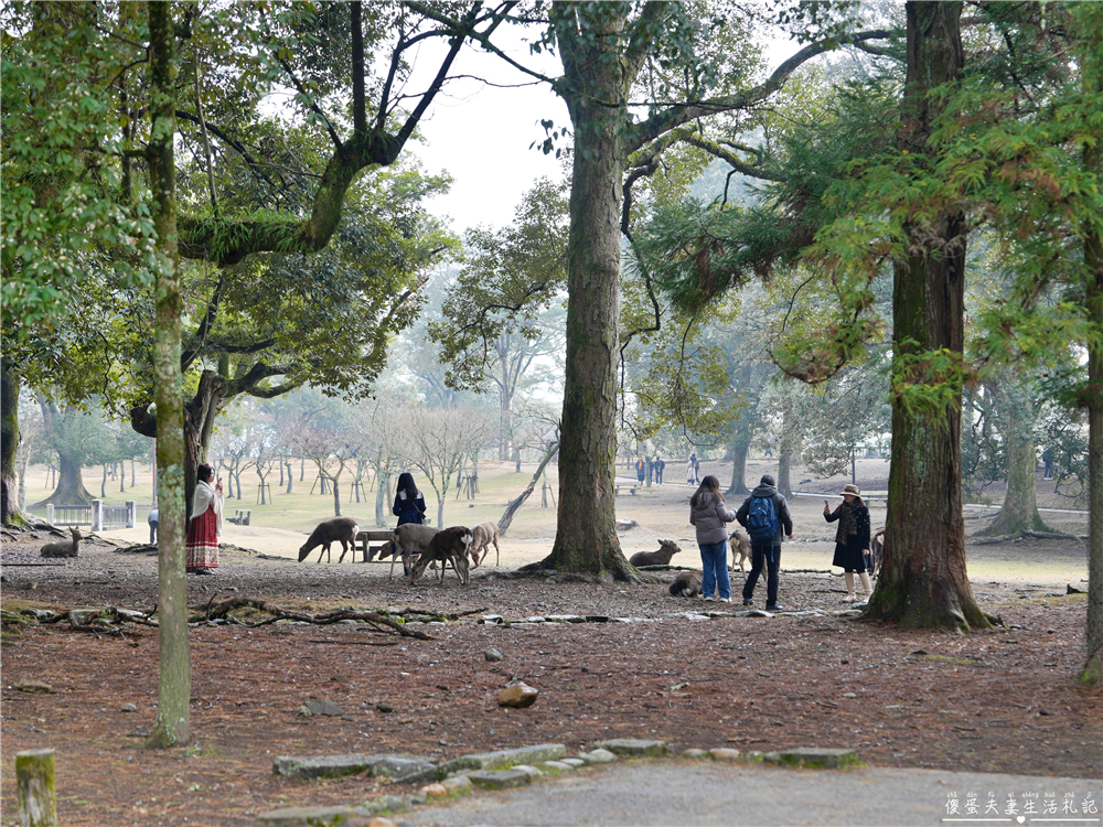 【日本奈良。彙集】『奈良一日遊』奈良公園餵鹿、探訪世界遺產東大寺與餅飯殿町的美食探索行程！ @傻蛋夫妻生活札記