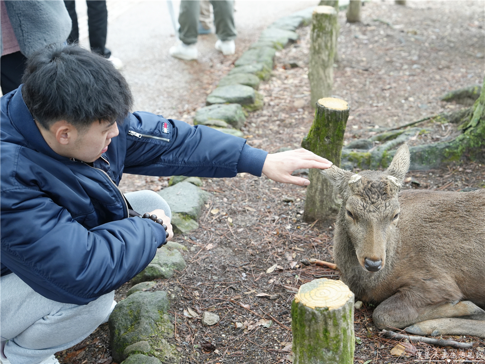 【日本奈良。彙集】『奈良一日遊』奈良公園餵鹿、探訪世界遺產東大寺與餅飯殿町的美食探索行程！ @傻蛋夫妻生活札記
