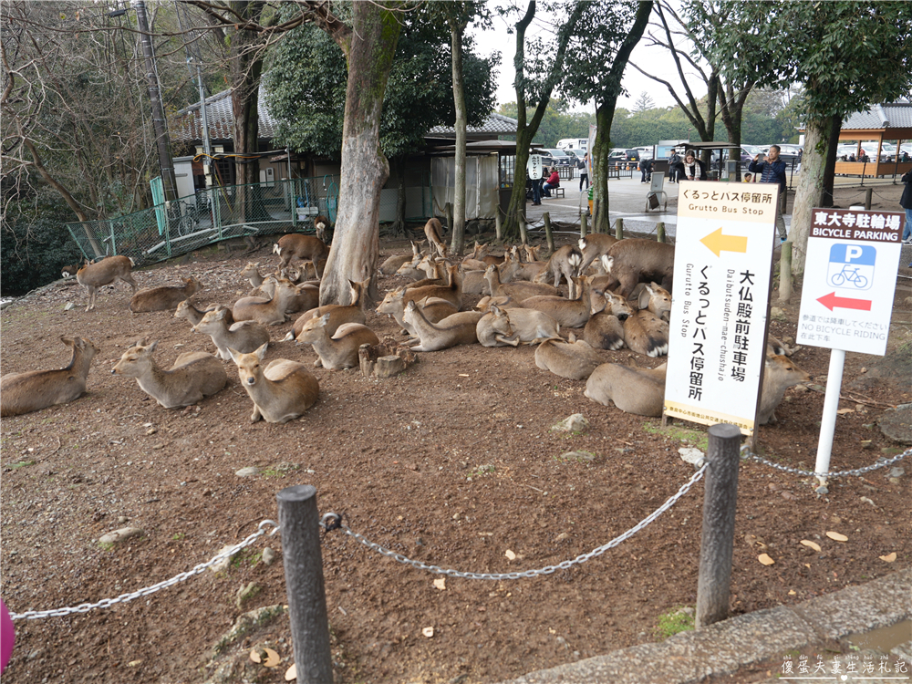 【日本奈良。彙集】『奈良一日遊』奈良公園餵鹿、探訪世界遺產東大寺與餅飯殿町的美食探索行程！ @傻蛋夫妻生活札記