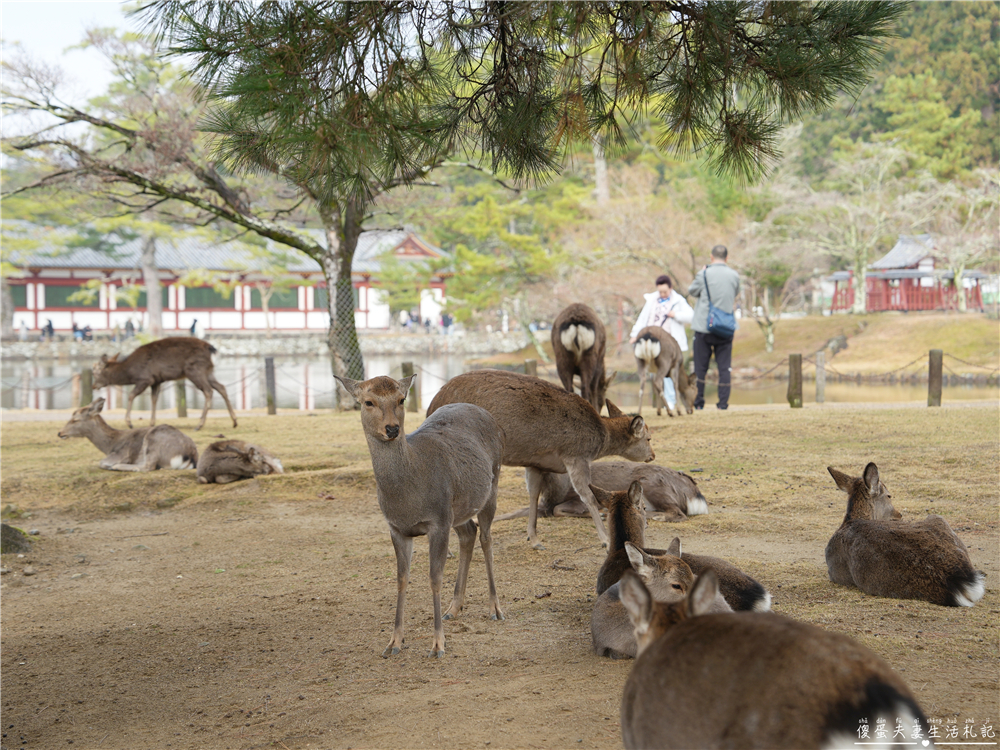 【日本奈良。彙集】『奈良一日遊』奈良公園餵鹿、探訪世界遺產東大寺與餅飯殿町的美食探索行程！ @傻蛋夫妻生活札記