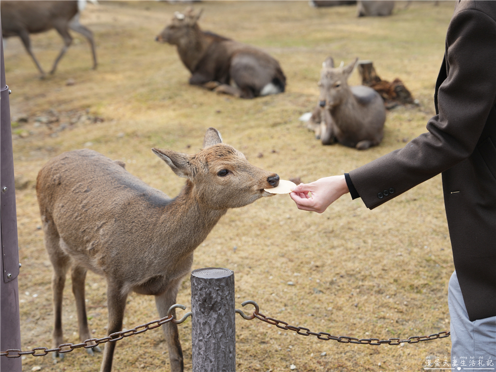 【日本奈良。彙集】『奈良一日遊』奈良公園餵鹿、探訪世界遺產東大寺與餅飯殿町的美食探索行程！ @傻蛋夫妻生活札記