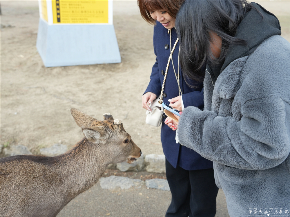 【日本奈良。彙集】『奈良一日遊』奈良公園餵鹿、探訪世界遺產東大寺與餅飯殿町的美食探索行程！ @傻蛋夫妻生活札記
