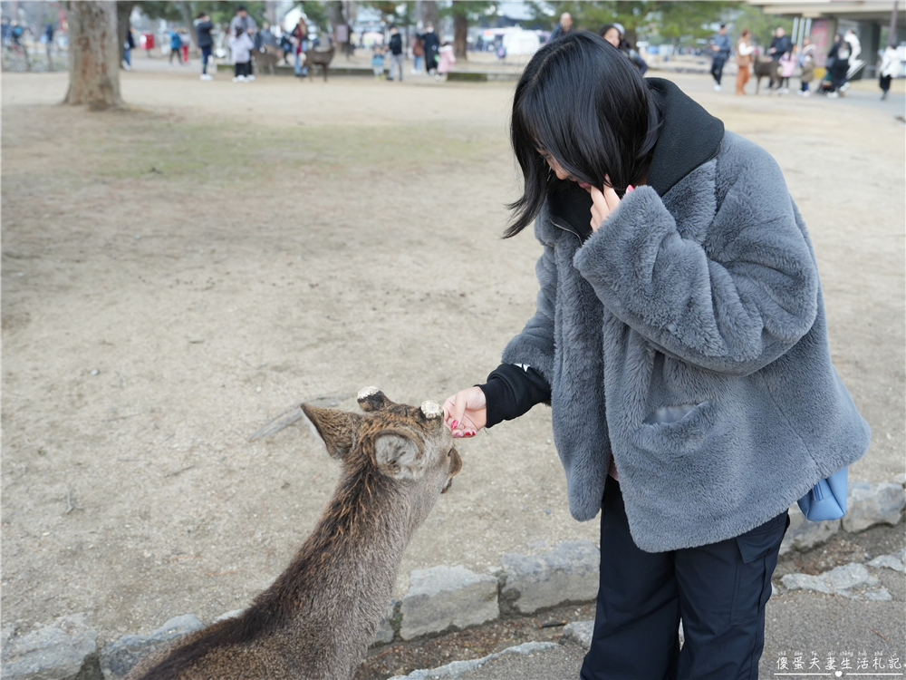 【日本奈良。彙集】『奈良一日遊』奈良公園餵鹿、探訪世界遺產東大寺與餅飯殿町的美食探索行程！ @傻蛋夫妻生活札記