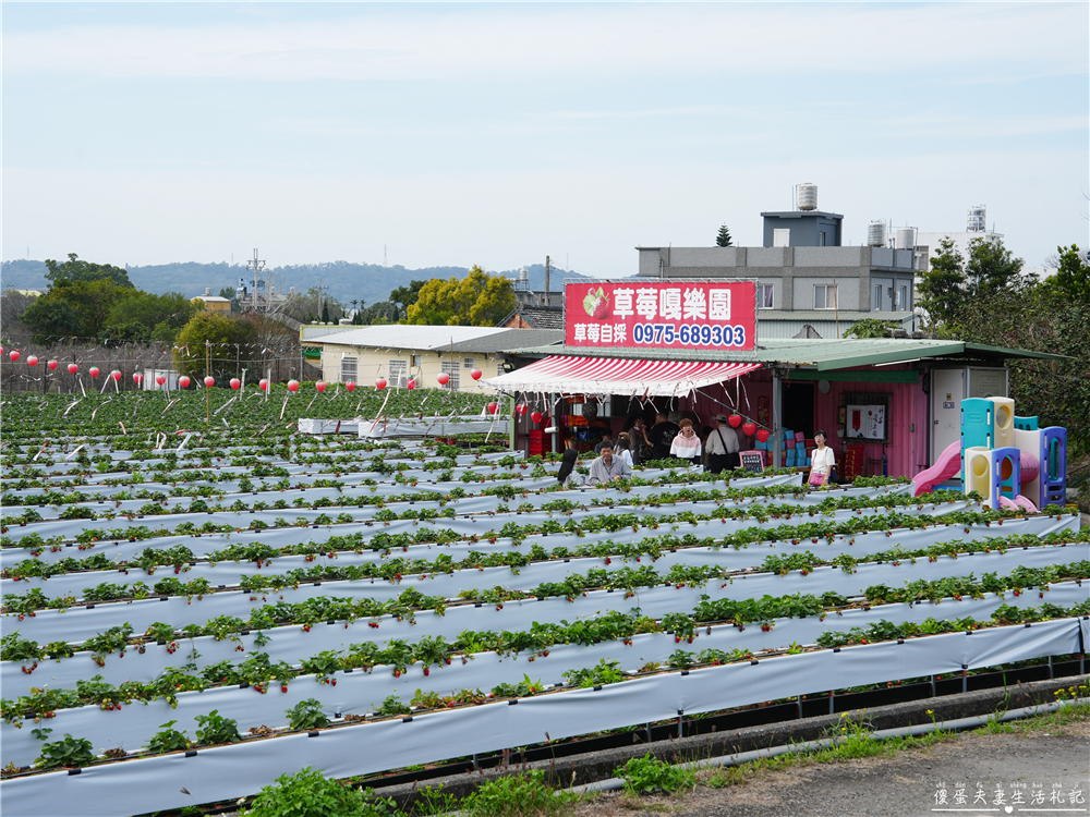 【苗栗公館。景點】『草莓嘎樂園』乾淨的高架草莓園~還有最夯白草莓可現場採摘！ @傻蛋夫妻生活札記