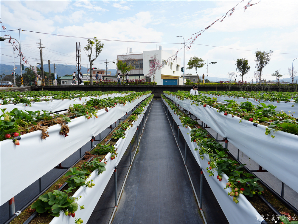【苗栗公館。景點】『草莓嘎樂園』乾淨的高架草莓園~還有最夯白草莓可現場採摘！ @傻蛋夫妻生活札記
