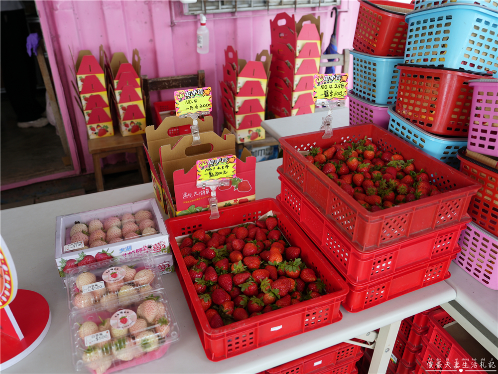 【苗栗公館。景點】『草莓嘎樂園』乾淨的高架草莓園~還有最夯白草莓可現場採摘！ @傻蛋夫妻生活札記