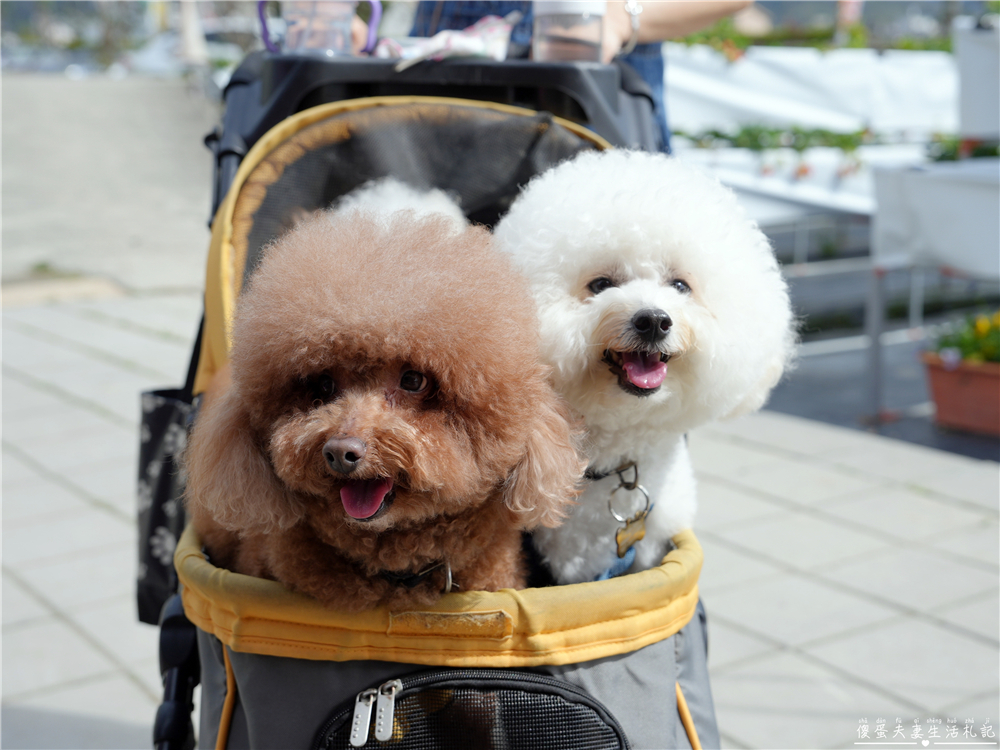 【苗栗公館。景點】『草莓嘎樂園』乾淨的高架草莓園~還有最夯白草莓可現場採摘！ @傻蛋夫妻生活札記