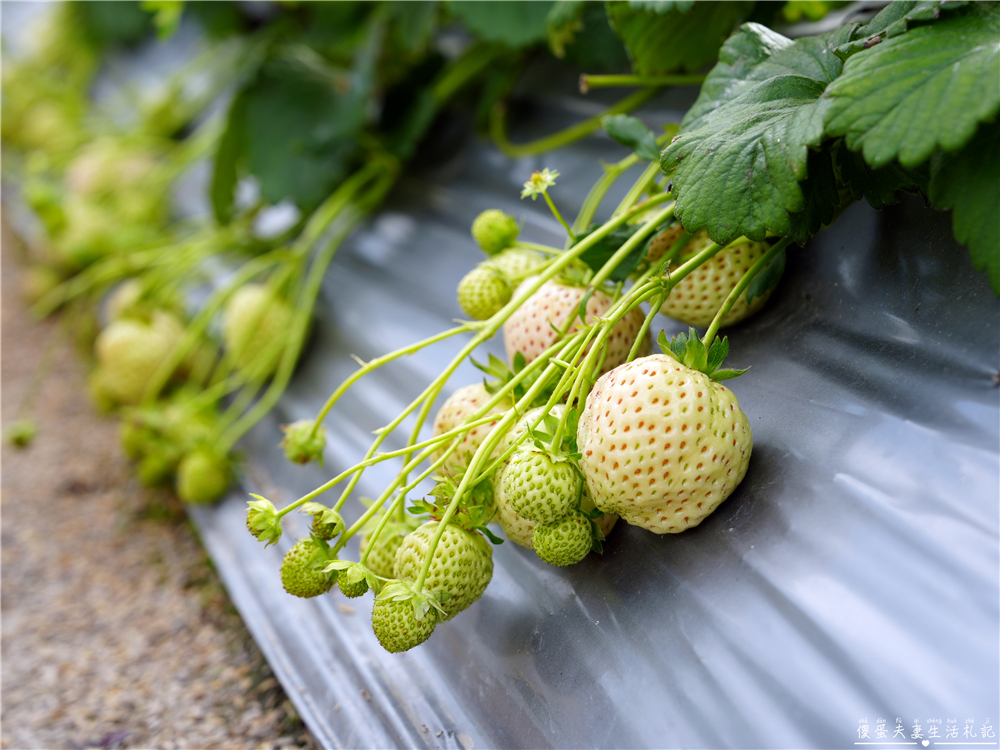 【苗栗公館。景點】『草莓嘎樂園』乾淨的高架草莓園~還有最夯白草莓可現場採摘！ @傻蛋夫妻生活札記