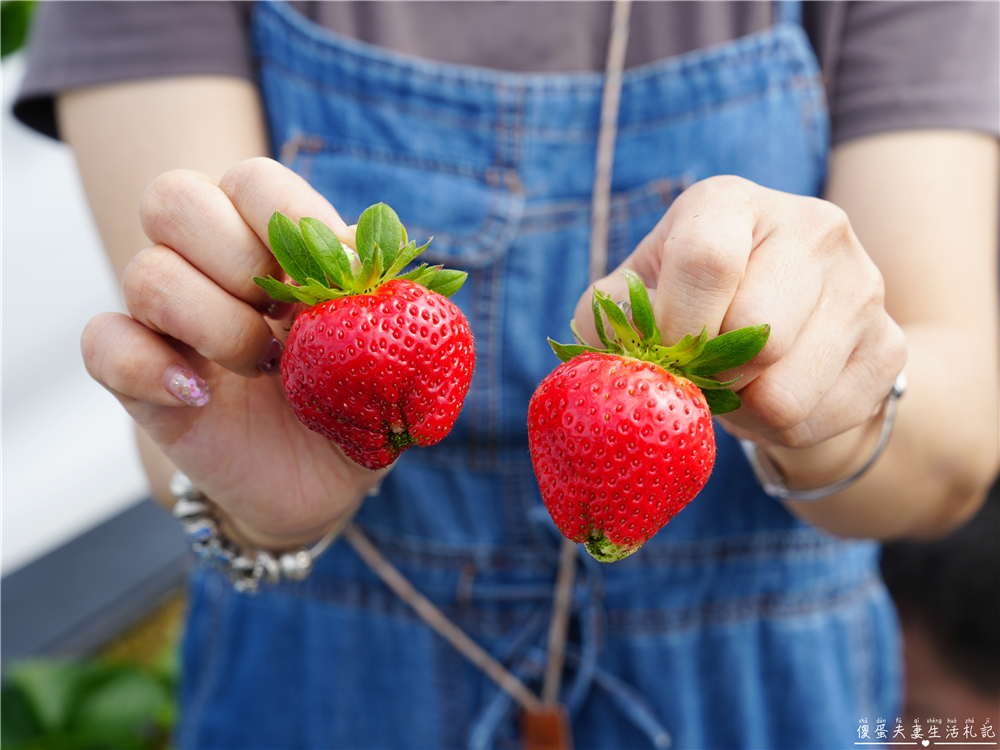 【苗栗公館。景點】『草莓嘎樂園』乾淨的高架草莓園~還有最夯白草莓可現場採摘！ @傻蛋夫妻生活札記