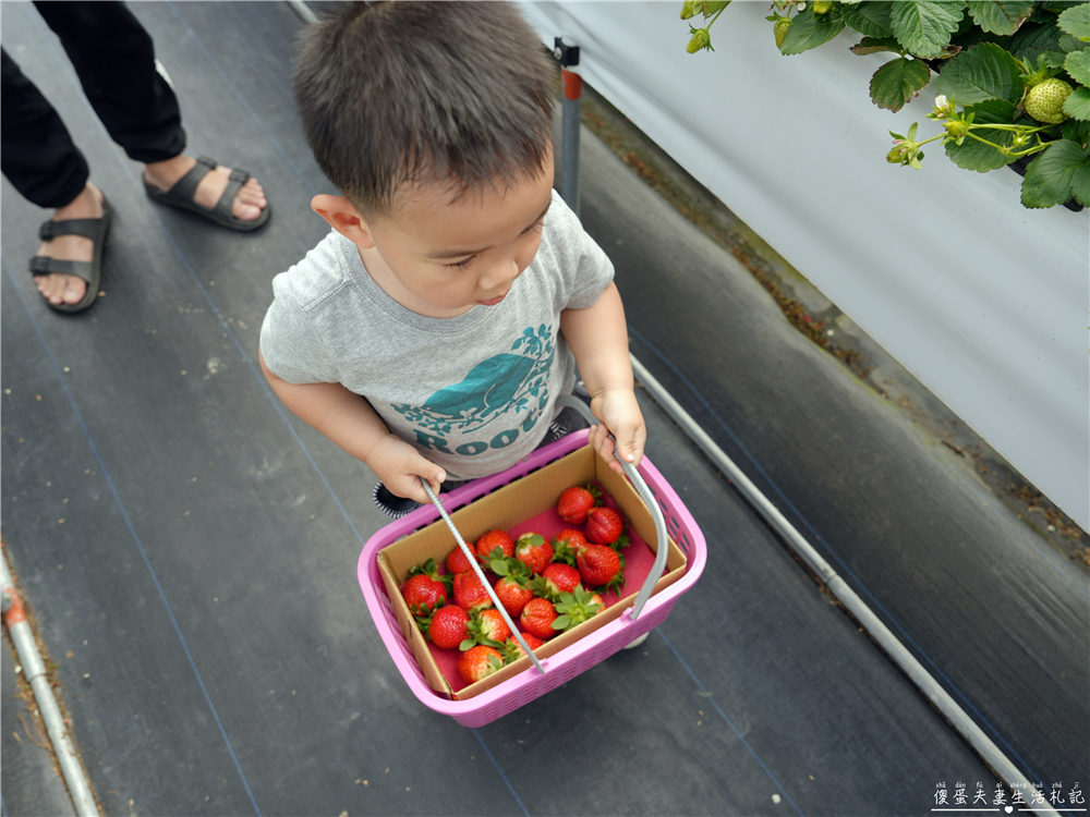 【苗栗公館。景點】『草莓嘎樂園』乾淨的高架草莓園~還有最夯白草莓可現場採摘！ @傻蛋夫妻生活札記