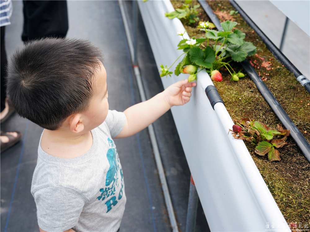 【苗栗公館。景點】『草莓嘎樂園』乾淨的高架草莓園~還有最夯白草莓可現場採摘！ @傻蛋夫妻生活札記