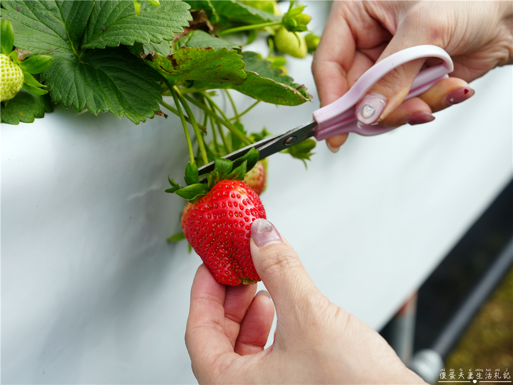 【苗栗公館。景點】『草莓嘎樂園』乾淨的高架草莓園~還有最夯白草莓可現場採摘！ @傻蛋夫妻生活札記