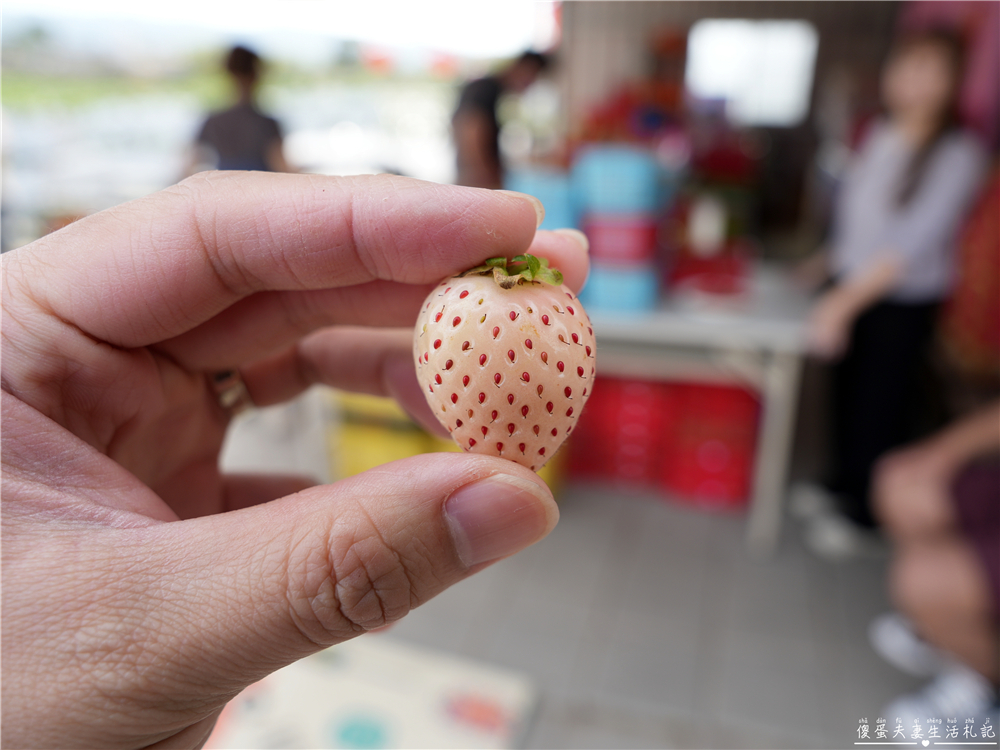 【苗栗公館。景點】『草莓嘎樂園』乾淨的高架草莓園~還有最夯白草莓可現場採摘！ @傻蛋夫妻生活札記