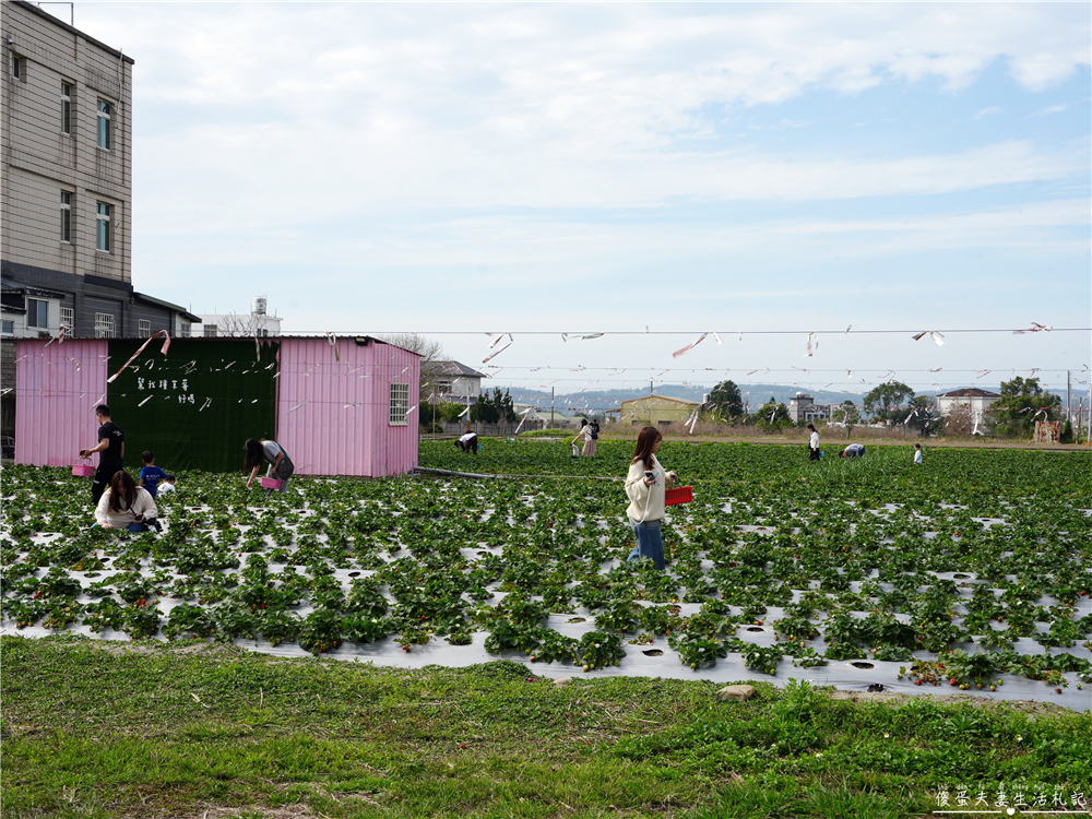 【苗栗公館。景點】『草莓嘎樂園』乾淨的高架草莓園~還有最夯白草莓可現場採摘！ @傻蛋夫妻生活札記