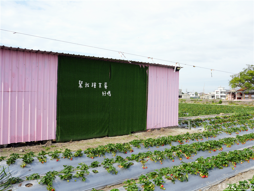 【苗栗公館。景點】『草莓嘎樂園』乾淨的高架草莓園~還有最夯白草莓可現場採摘！ @傻蛋夫妻生活札記