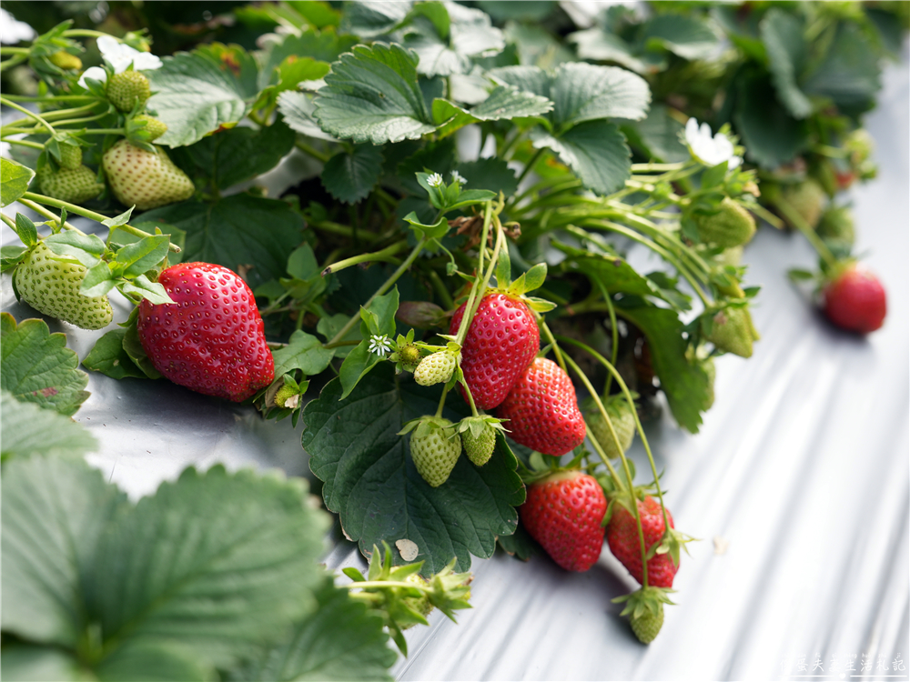 【苗栗公館。景點】『草莓嘎樂園』乾淨的高架草莓園~還有最夯白草莓可現場採摘！ @傻蛋夫妻生活札記