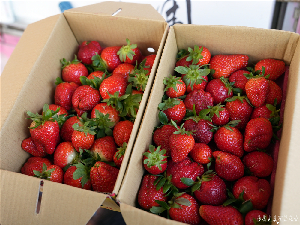 【苗栗公館。景點】『草莓嘎樂園』乾淨的高架草莓園~還有最夯白草莓可現場採摘！ @傻蛋夫妻生活札記