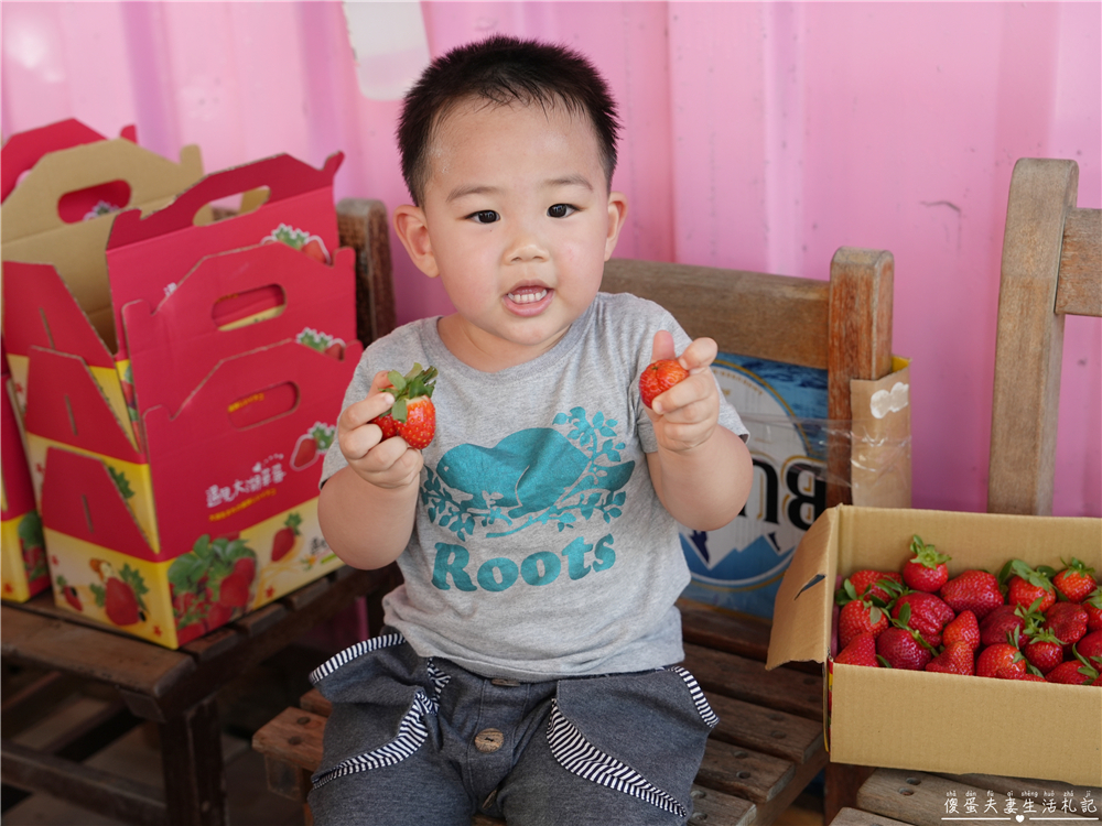 【苗栗公館。景點】『草莓嘎樂園』乾淨的高架草莓園~還有最夯白草莓可現場採摘！ @傻蛋夫妻生活札記