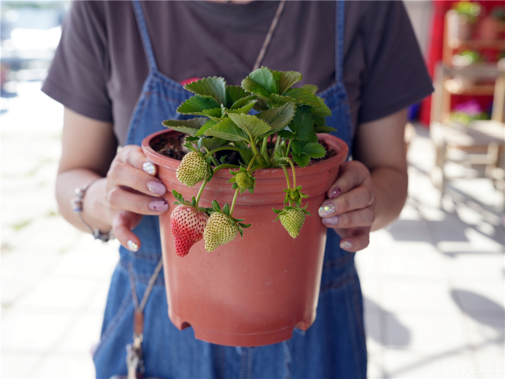 【苗栗公館。景點】『草莓嘎樂園』乾淨的高架草莓園~還有最夯白草莓可現場採摘！ @傻蛋夫妻生活札記