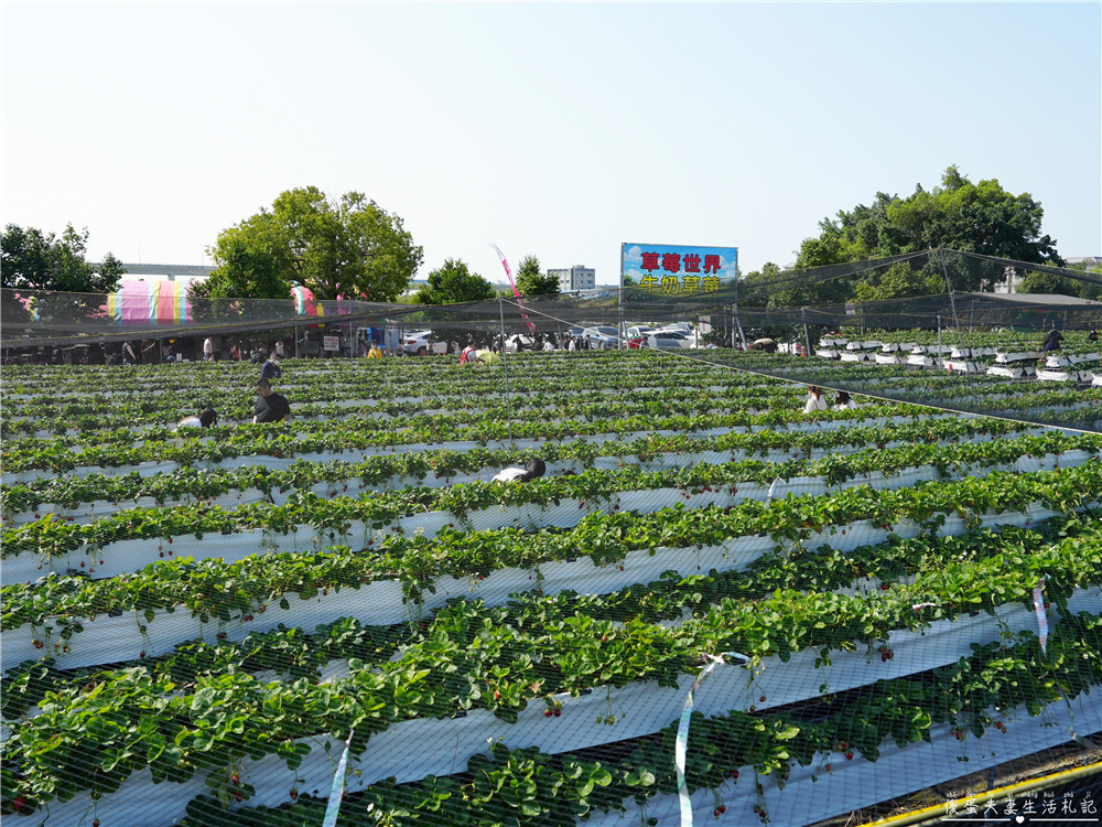 【台中潭子。景點】『草莓世界』不用跑苗栗！台中也有超大型草莓園！ @傻蛋夫妻生活札記