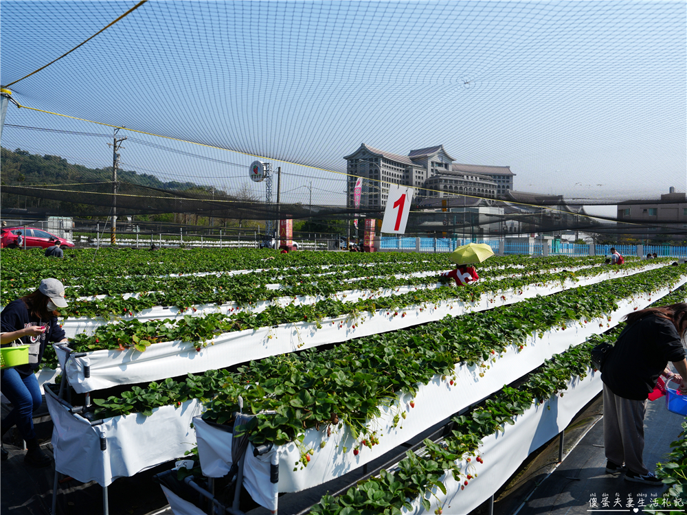 【台中潭子。景點】『草莓世界』不用跑苗栗！台中也有超大型草莓園！ @傻蛋夫妻生活札記