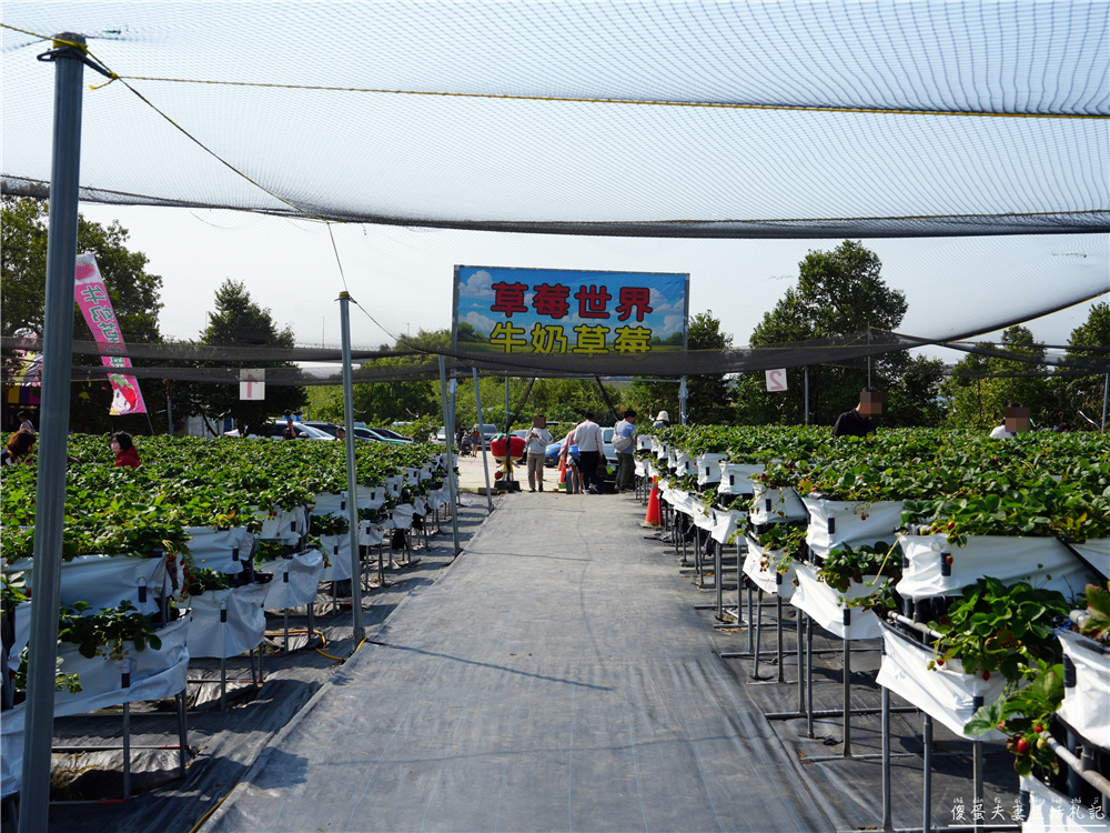 【台中潭子。景點】『草莓世界』不用跑苗栗！台中也有超大型草莓園！ @傻蛋夫妻生活札記