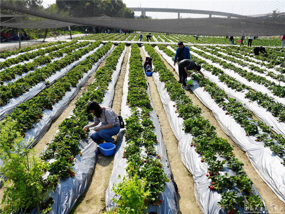 【台中潭子。景點】『草莓世界』不用跑苗栗！台中也有超大型草莓園！ @傻蛋夫妻生活札記