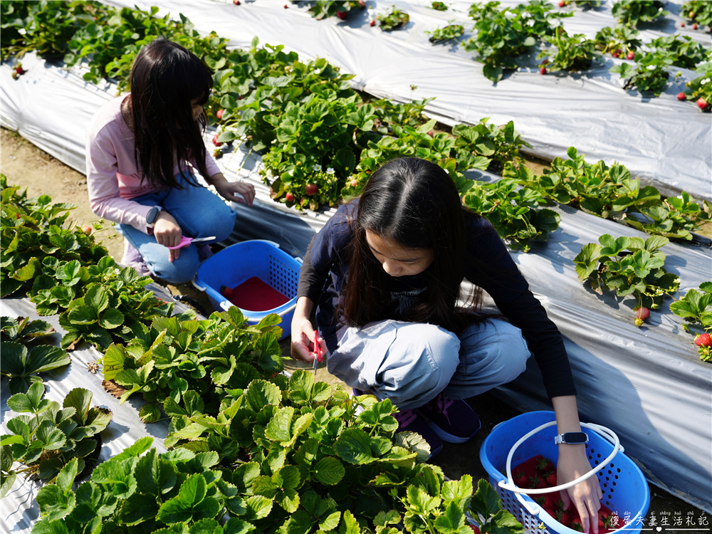 【台中潭子。景點】『草莓世界』不用跑苗栗！台中也有超大型草莓園！ @傻蛋夫妻生活札記