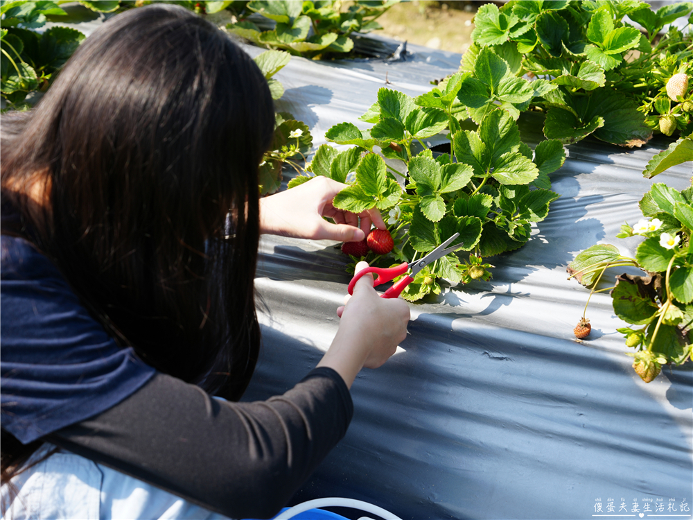 【台中潭子。景點】『草莓世界』不用跑苗栗！台中也有超大型草莓園！ @傻蛋夫妻生活札記