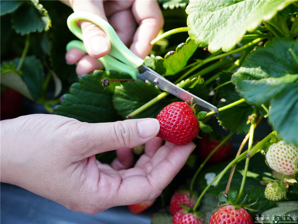 【台中潭子。景點】『草莓世界』不用跑苗栗！台中也有超大型草莓園！ @傻蛋夫妻生活札記