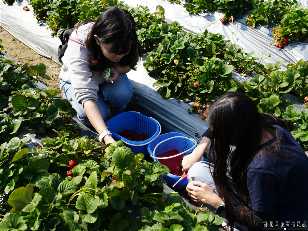 【台中潭子。景點】『草莓世界』不用跑苗栗！台中也有超大型草莓園！ @傻蛋夫妻生活札記