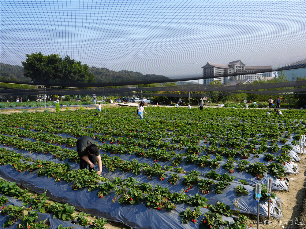 【台中潭子。景點】『草莓世界』不用跑苗栗！台中也有超大型草莓園！ @傻蛋夫妻生活札記