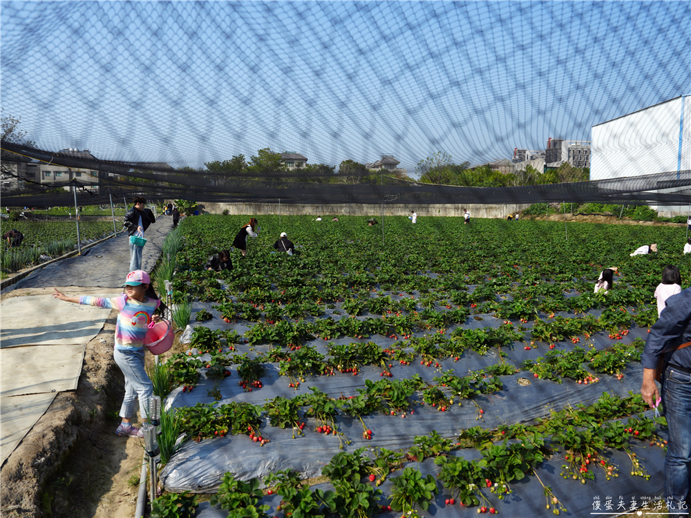【台中潭子。景點】『草莓世界』不用跑苗栗！台中也有超大型草莓園！ @傻蛋夫妻生活札記