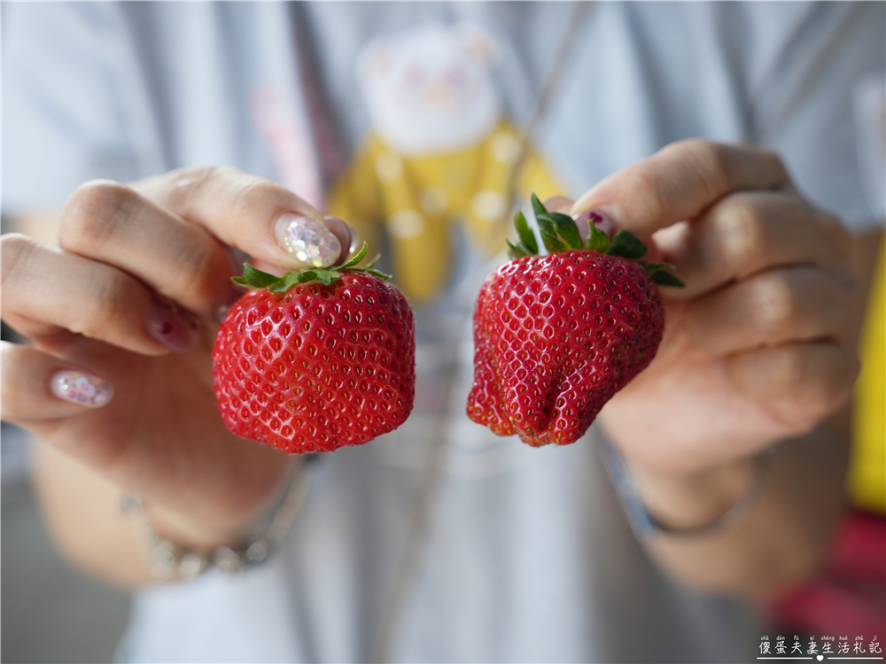 【台中潭子。景點】『草莓世界』不用跑苗栗！台中也有超大型草莓園！ @傻蛋夫妻生活札記