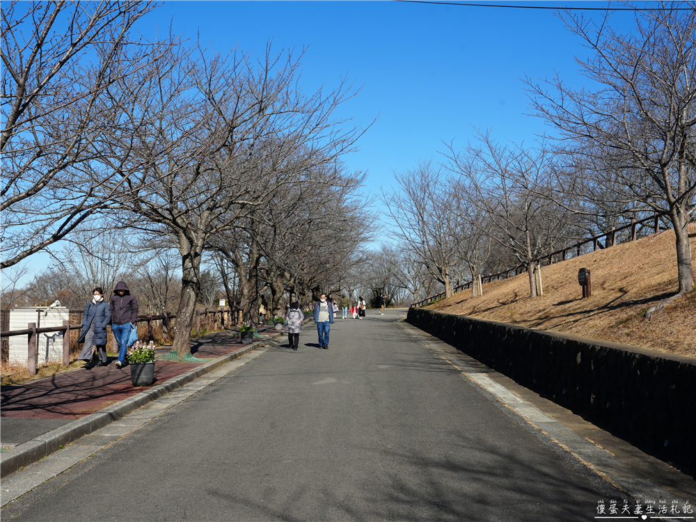 【日本千葉。景點】『成田櫻山公園』在地人帶路！近距離看飛機、賞櫻的私房景點~ @傻蛋夫妻生活札記