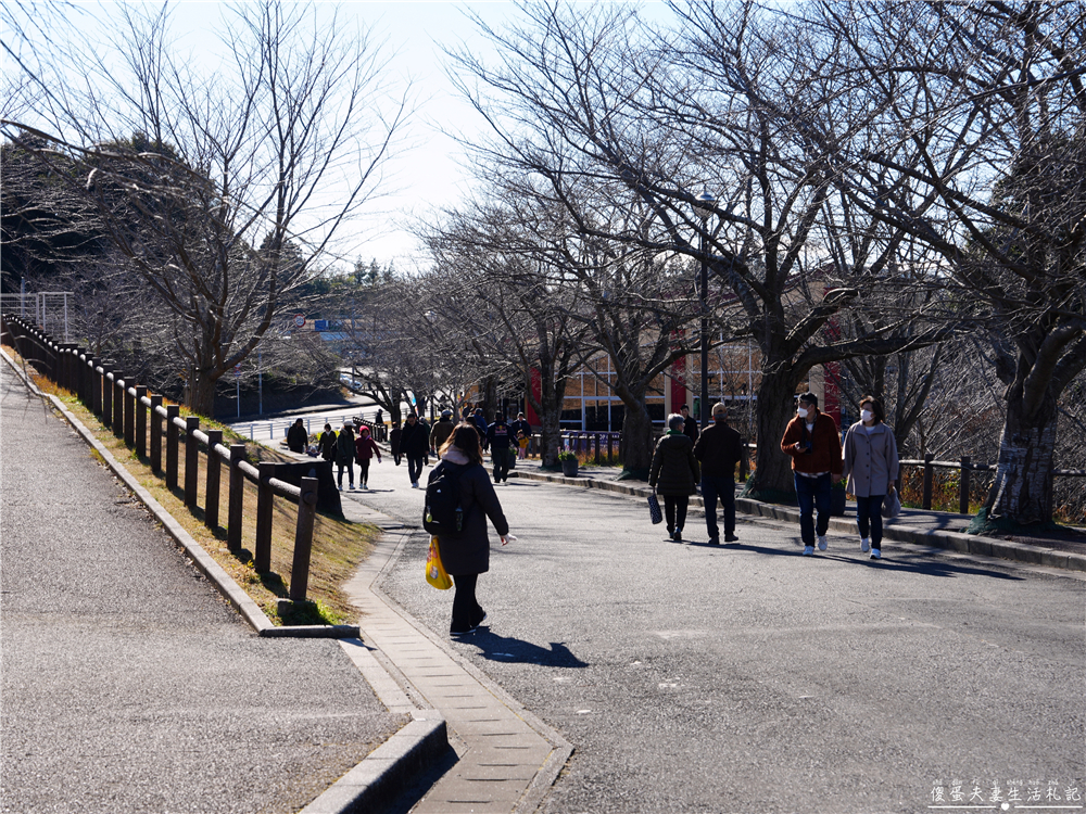 【日本千葉。景點】『成田櫻山公園』在地人帶路！近距離看飛機、賞櫻的私房景點~ @傻蛋夫妻生活札記