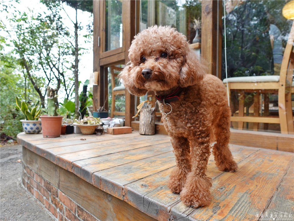 【苗栗銅鑼。美食】『雙峰草堂』唯美日式木造玻璃屋！隱身山中的夢幻銅鑼燒！ @傻蛋夫妻生活札記