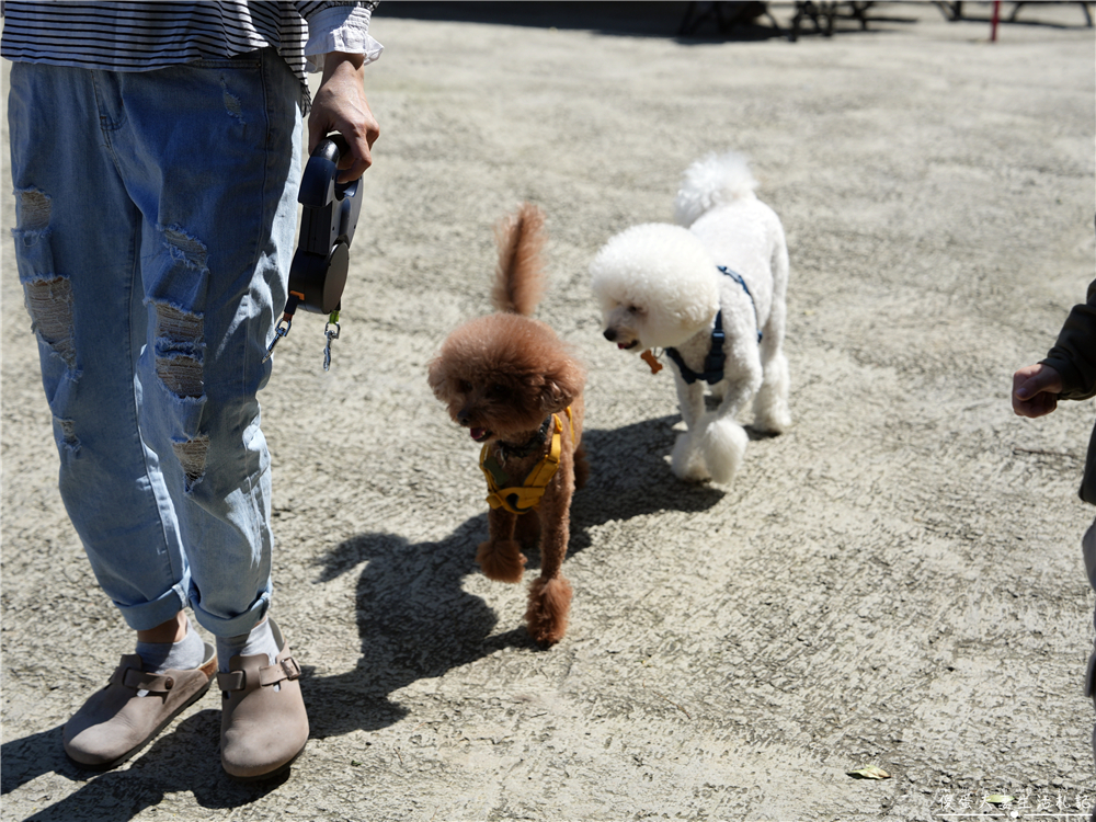 【苗栗公館。露營】『橄欖莊園』百萬夜景!坐擁山城景色的超美露營區! @傻蛋夫妻生活札記 【苗栗公館。露營】『橄欖莊園』百萬夜景!坐擁山城景色的超美露營區! @傻蛋夫妻生活札記