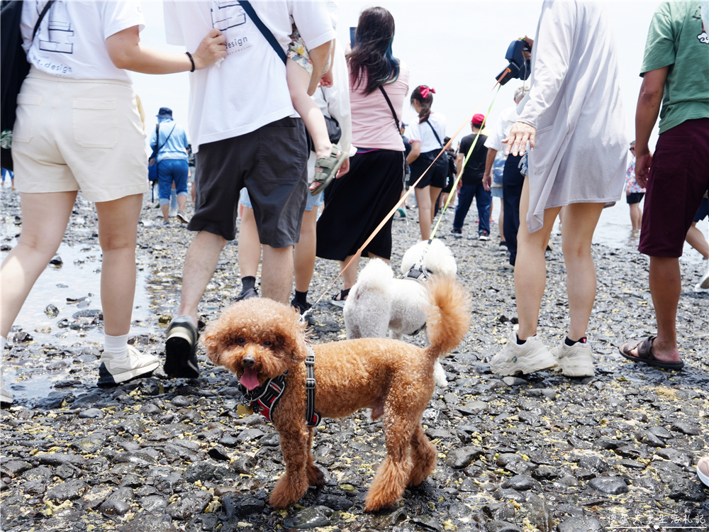 【澎湖湖西。景點】『奎壁山摩西分海』澎湖必訪奇景！走進大自然獨一無二的神祕通道~ @傻蛋夫妻生活札記