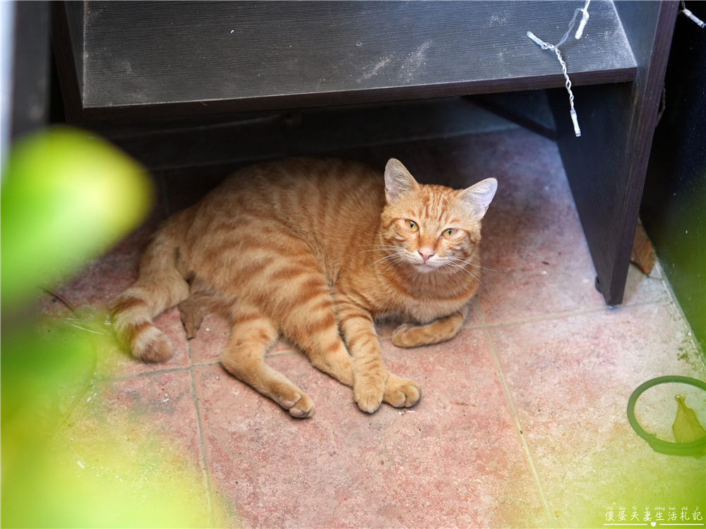 【苗栗竹南。美食】『東棧時光』超質感熱炒餐酒館！聚餐小酌首選！ @傻蛋夫妻生活札記